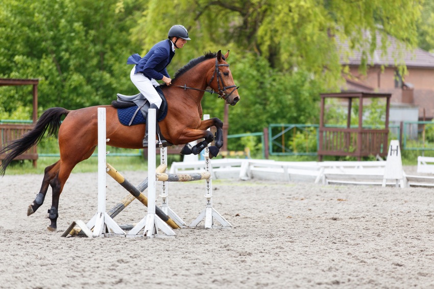 Horse rising equestrian jumping